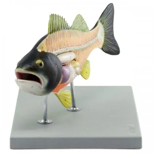 Altay Fish Dissection Model