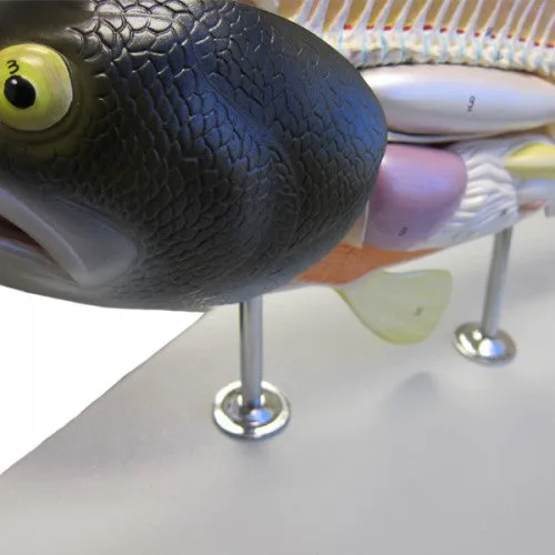 Altay Fish Dissection Model