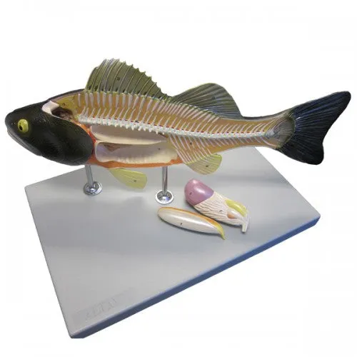 Altay Fish Dissection Model