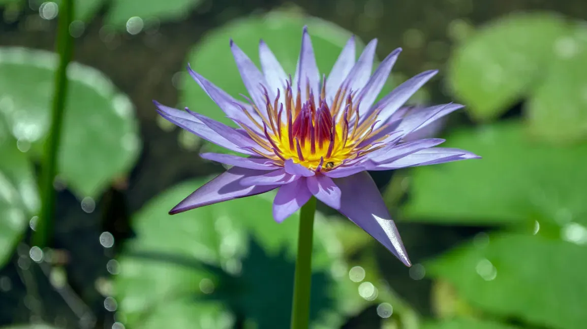 Blue Lotus Tincture (organic)